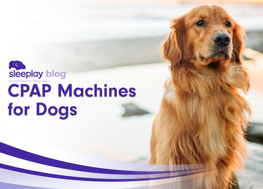 Are there CPAP machines for dogs? - Sleeplay